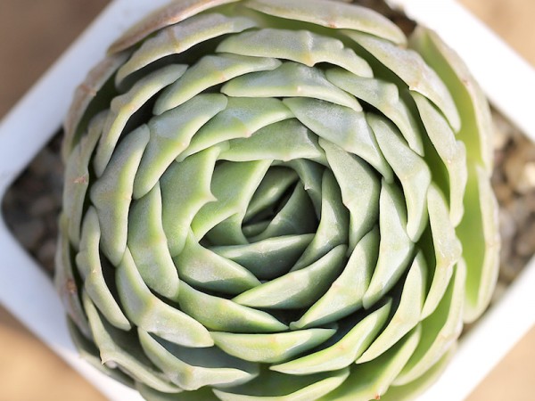 狀態昂斯諾